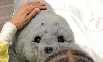 Ricky and Lucy, therapeutic baby seal robots with patients at Penn Presbyterian